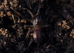 Hadronyche adelaidensis