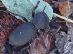 Zopherus granicollis