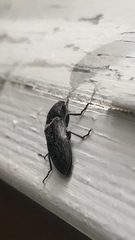 Paraphotistus impressus