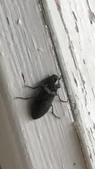 Paraphotistus impressus