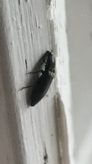 Paraphotistus impressus