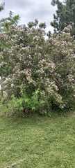 × chitalpa tashkentensis