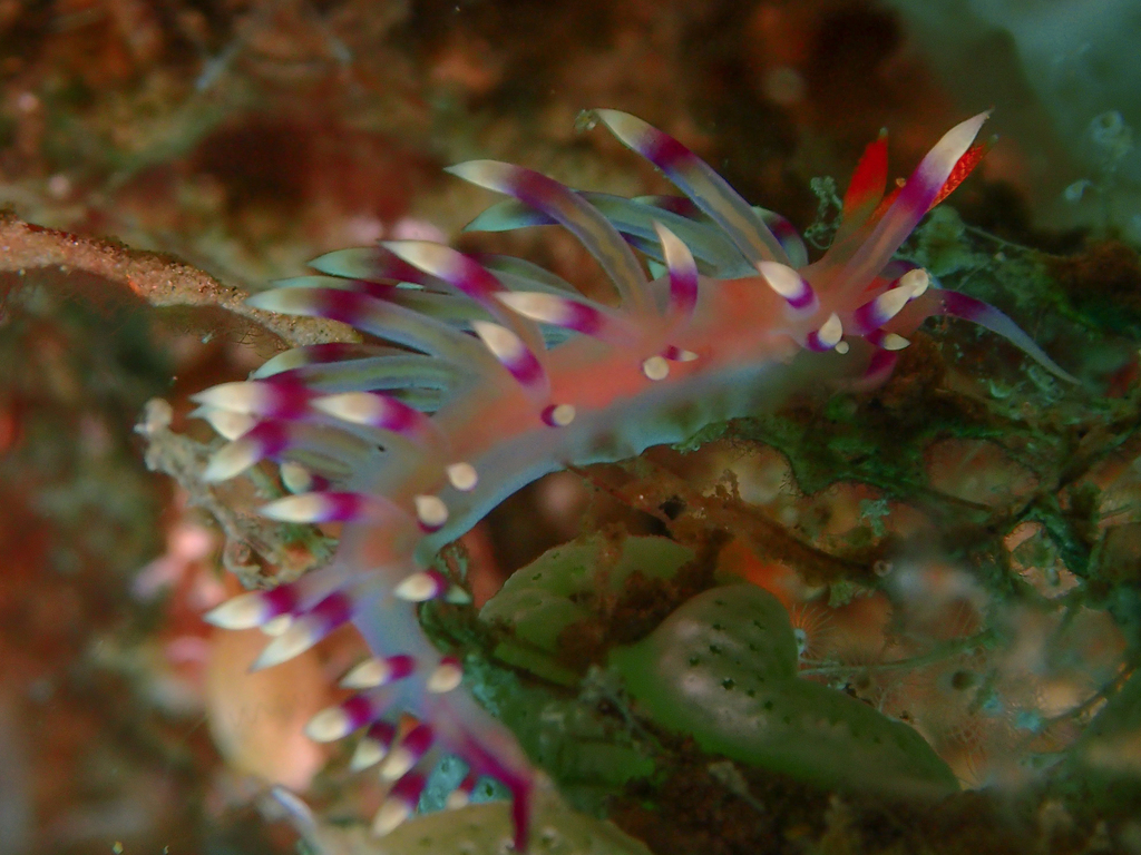 Desirable Flabellina