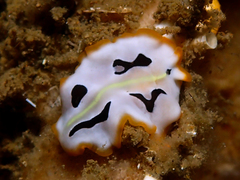 Pseudoceros scriptus