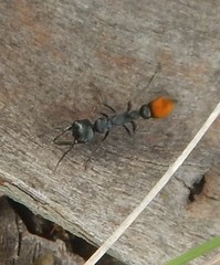 Myrmecia mandibularis