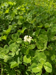Trifolium repens