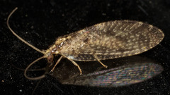 Hemerobiinae