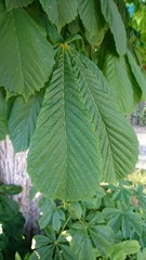 Aesculus hippocastanum