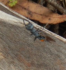 Myrmecia mandibularis
