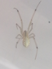 Enoplognatha ovata