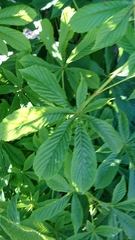 Aesculus hippocastanum