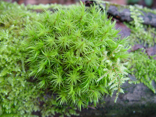 Dicranum