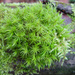 Fork-Mosses - Photo (c) Wolfram Sondermann, some rights reserved (CC BY-ND)