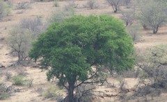 Vachellia robusta clavigera