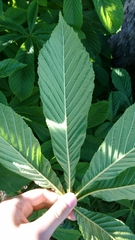 Aesculus hippocastanum