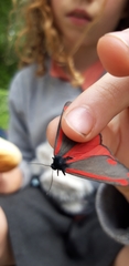 Tyria jacobaeae