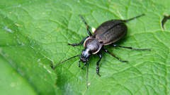 Carabus regalis