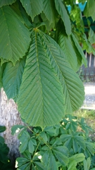 Aesculus hippocastanum