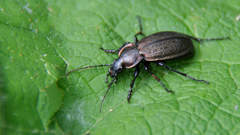 Carabus regalis