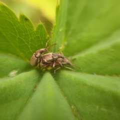 Phyllobius contemptus
