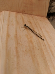 Enallagma cyathigerum