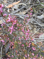 Erica nudiflora