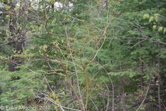 Aurantioporthe corni