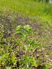 Potentilla argentea