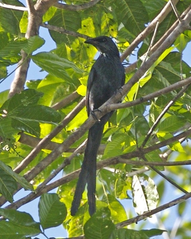 Long-Tailed Starling