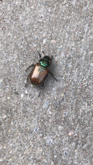 Phyllopertha horticola