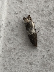 Notocelia rosaecolana