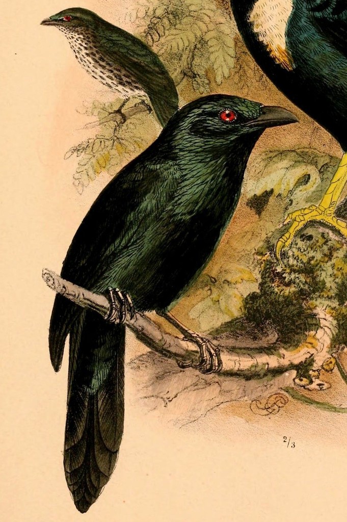 Moluccan Starling