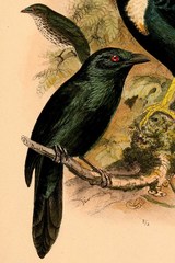Moluccan Starling photo 1