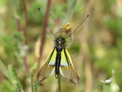 Libelloides baeticus
