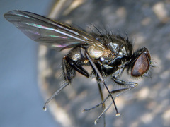 Hebecnema fumosa