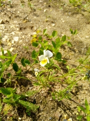 Viola arvensis