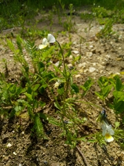Viola arvensis