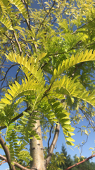 Gleditsia triacanthos