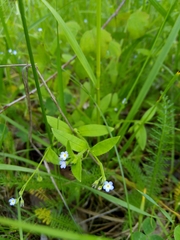 Myosotis sparsiflora