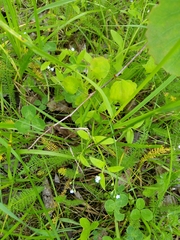 Myosotis sparsiflora