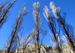 Populus nigra