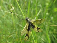 Libelloides longicornis