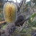 Banksia ornata - Photo (c) davidsando,  זכויות יוצרים חלקיות (CC BY-NC), הועלה על ידי davidsando
