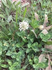 Trifolium ambiguum