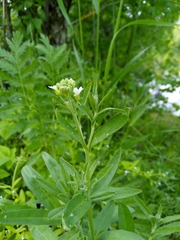 Berteroa incana