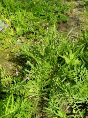 Asteraceae