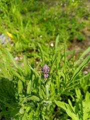 Asteraceae