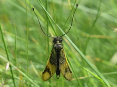 Libelloides longicornis