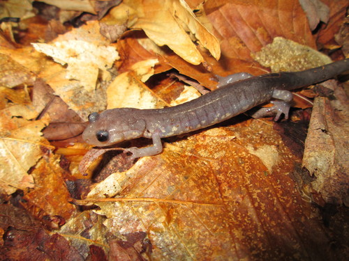 Wehrle's Salamander