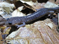 Plethodon wehrlei